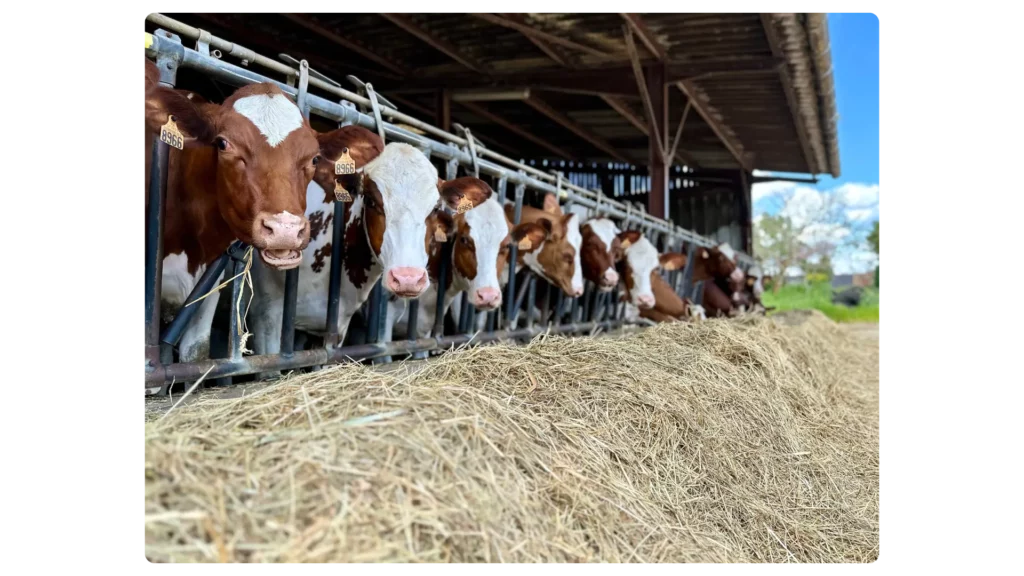 Des vaches laitières dans un bâtiment agricole à La Ferme Glacée
